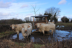 bain de pied pour vaches