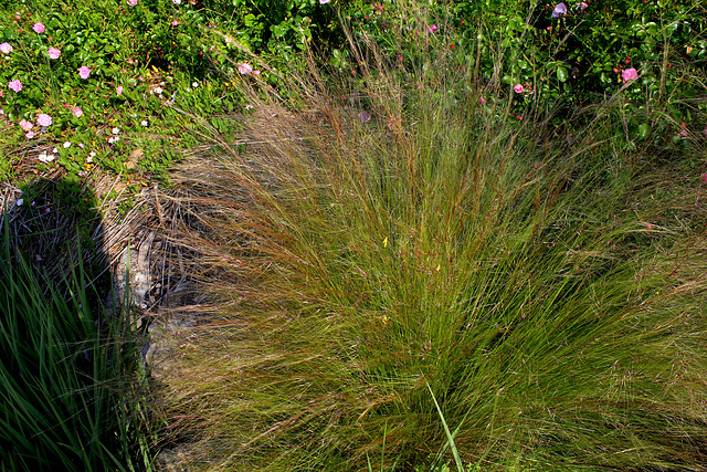 Stipa tenuifolia