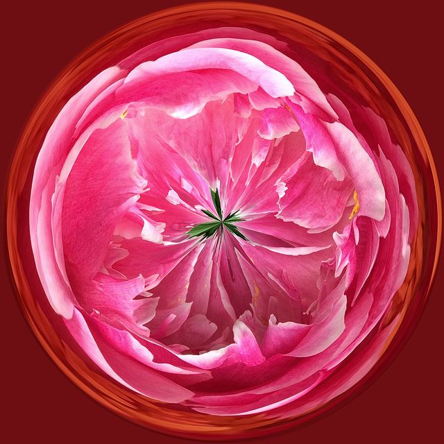 peony #1 orb