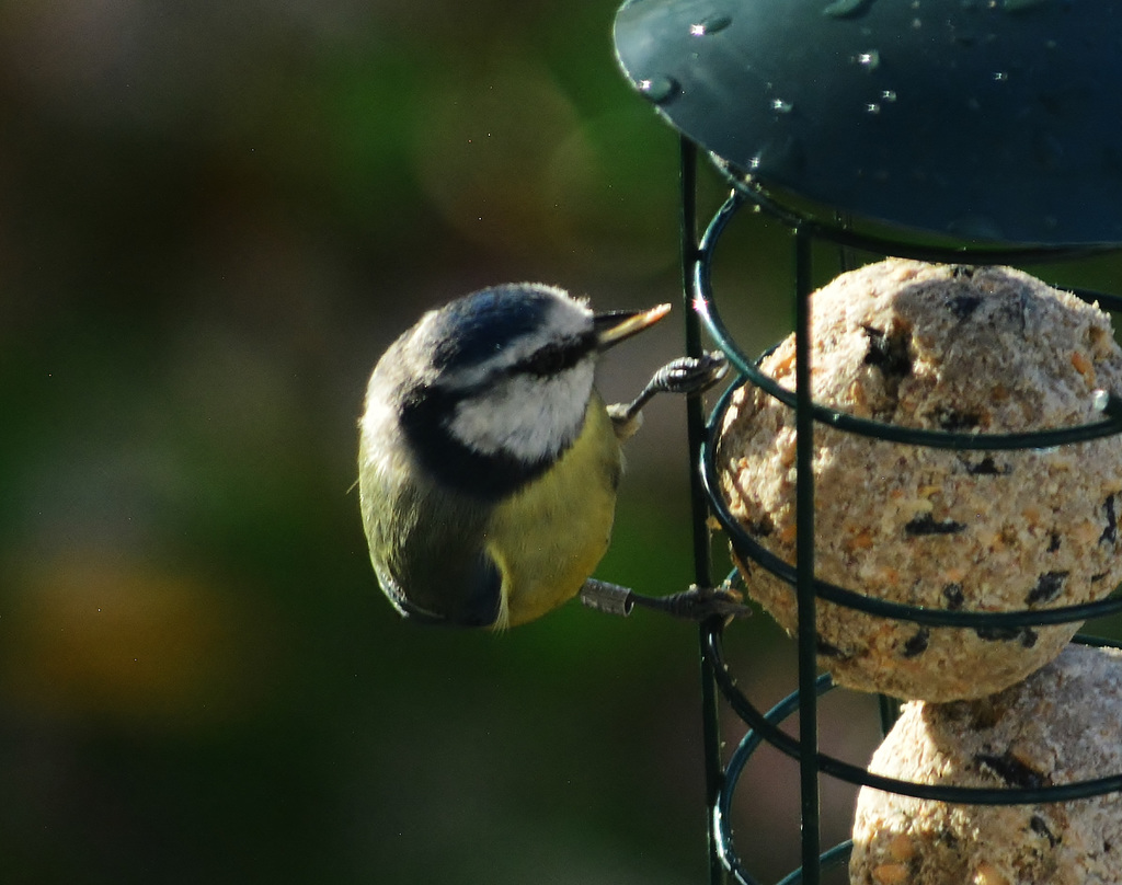 Blue Tit