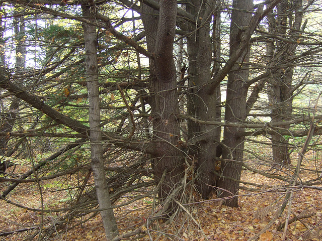 Forest Walk