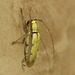 Longhorn Beetle IMG_7375