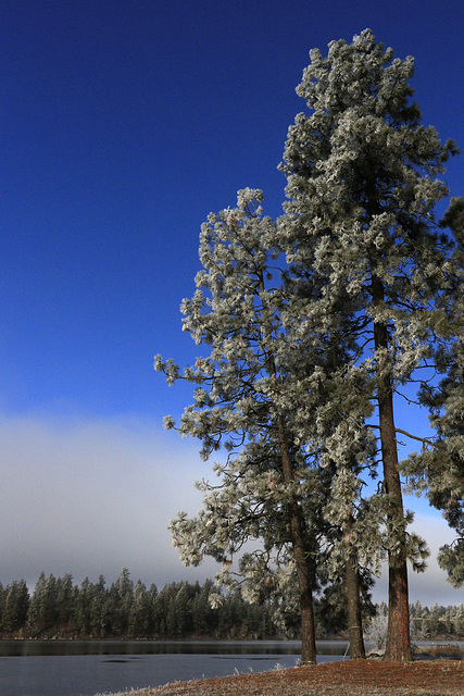 Frosty Ponderosas