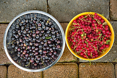 Johannisbeeren, rot und schwarz