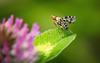 Die Gepunktete Hornfliege ist friedlich gelandet :))  The Trypetoptera punctulata has landed peacefully :))  La Trypetoptera punctulata a atterri paisiblement :))