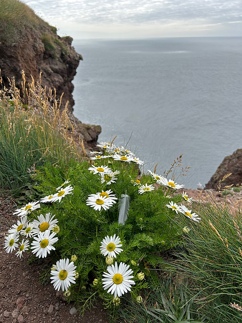 Látrabjarg Cliffs. 2