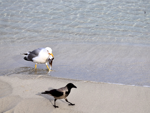 Sur la plage de l'île rousse