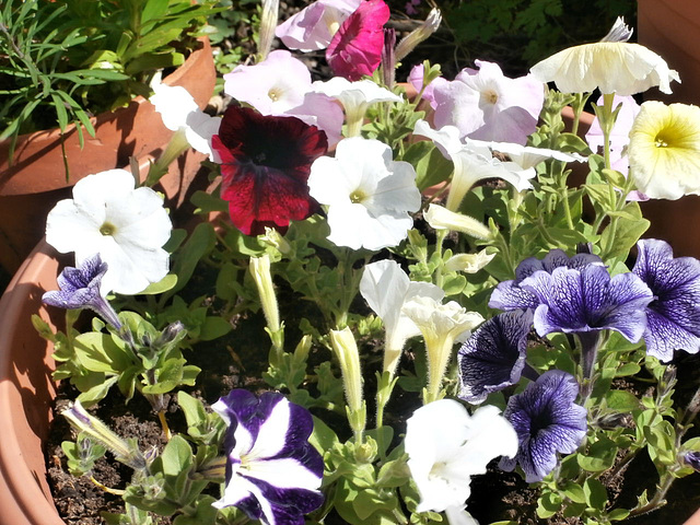 Loads more petunias are out