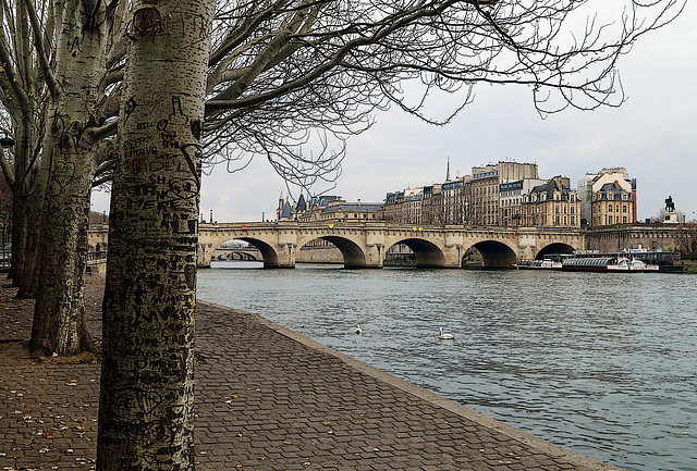 Regard sur la maltraitance des arbres à Paris