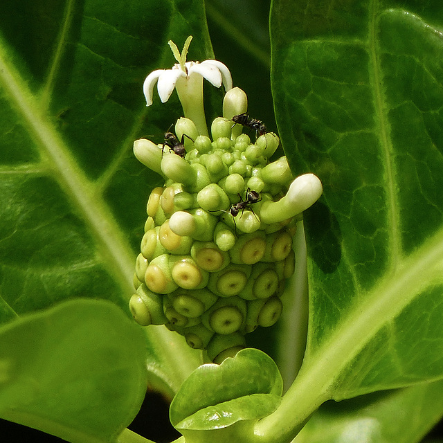 Morinda citrifolia, Noni, Nariva Swamp afternoon, Trinidad