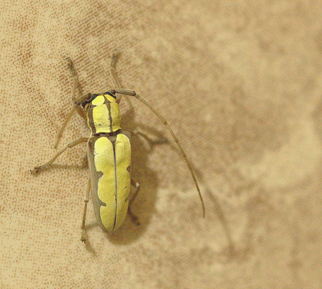 Longhorn Beetle IMG_7388