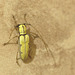 Longhorn Beetle IMG_7388