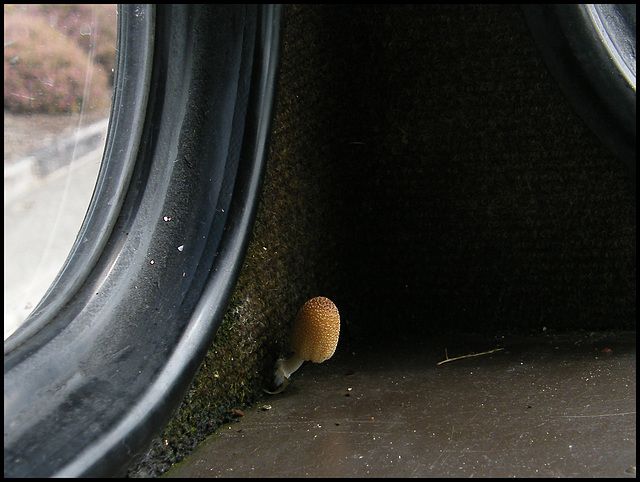 travelling toadstool