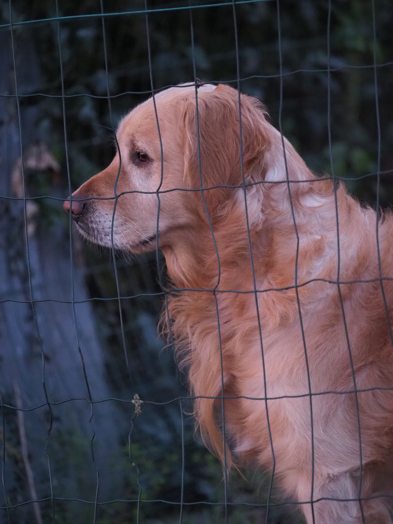 Do Dogs Meditate ?