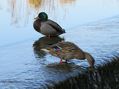 Mr & Mrs Mallard.