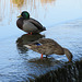 Mr & Mrs Mallard.