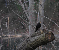 Amsel