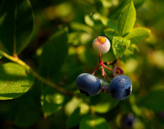 Heidelbeeren mit Morgentau