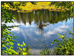 Nonnenmattweiher - Wasser sehr klar -