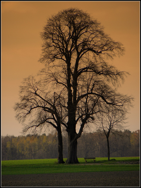 Lonely tree bench   (Hbm)