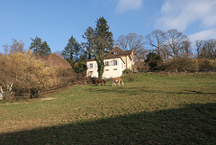 Happy horses