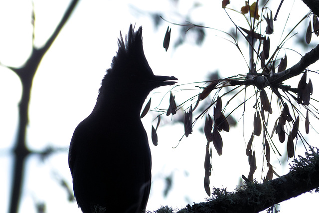 Steller jay silhouette