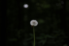 Taraxacum officinale Sect. Ruderalia