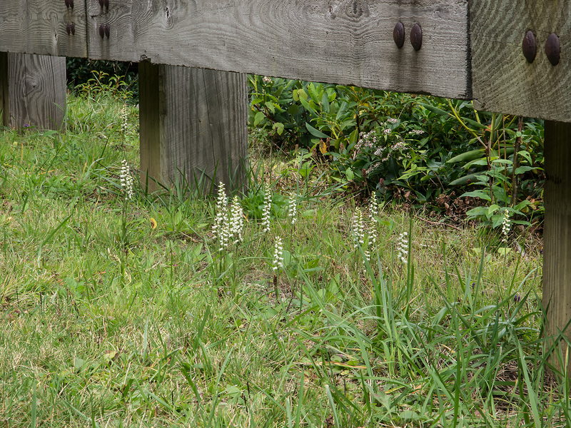 Spiranthes ochroleuca (Yellow Ladies'-tresses orchid) growing under a Parkway guard rail