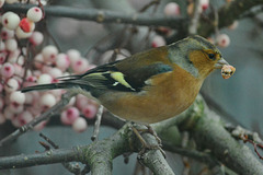 Chaffinch