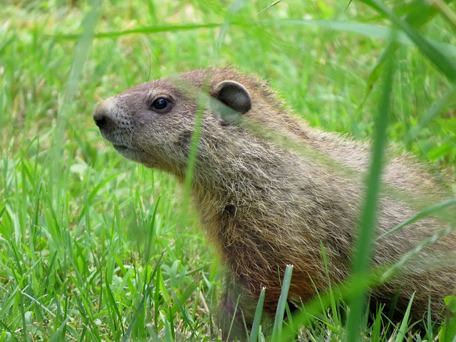 Groundhog watching me