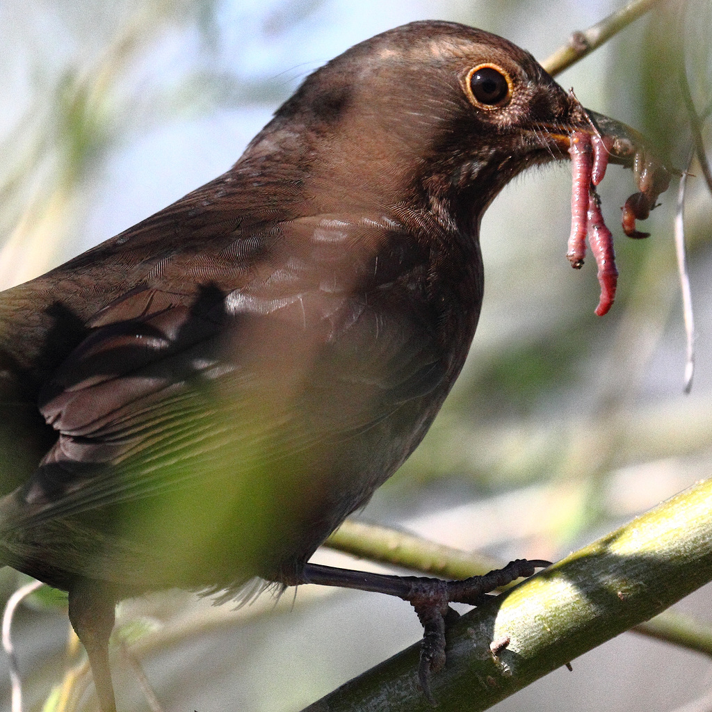 EOS 60D Unknown 09 54 48 2442 BlackbirdWorms dpp