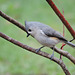 Tufted Titmouse