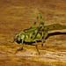 Cricket IMG_7367