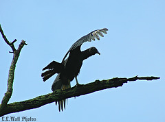 Black Vulture Drying Out After Thunderstorm
