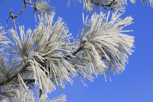 Frosty Ponderosa