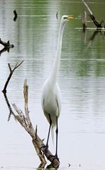 The length of an egret's neck.
