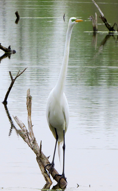 The length of an egret's neck.