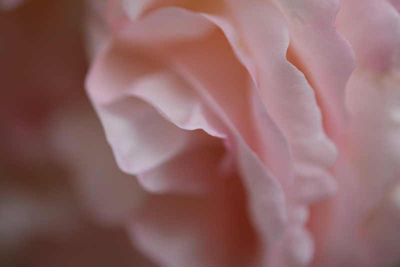 DSCF8774