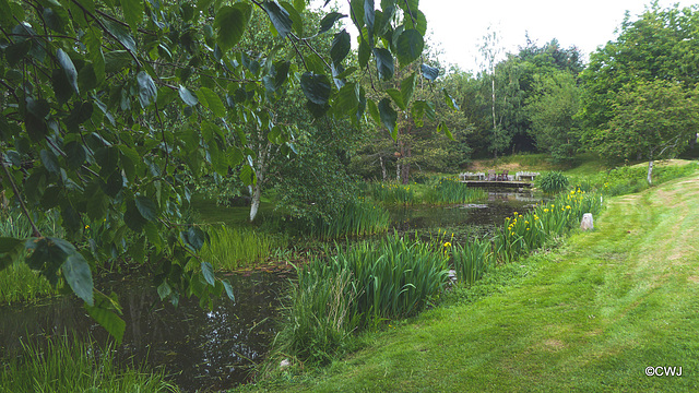 Further pond clearance today