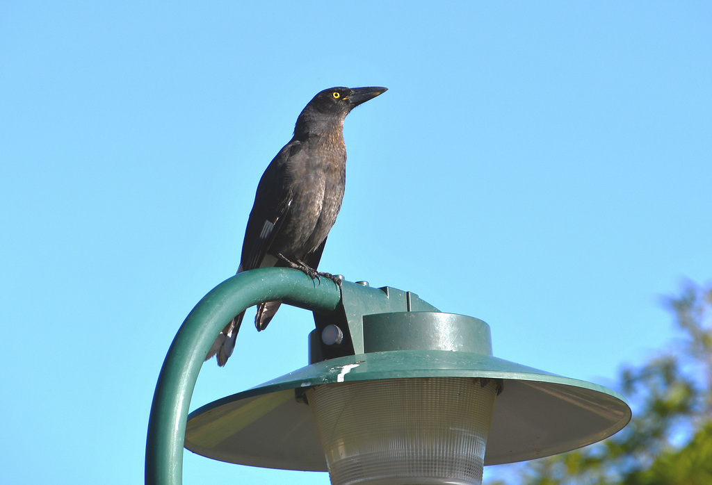 Currawong