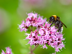 Hummel auf Rosmarin