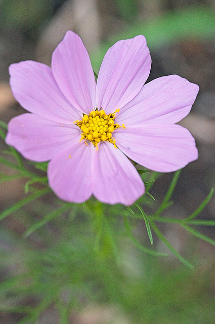 garden cosmos