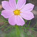 garden cosmos