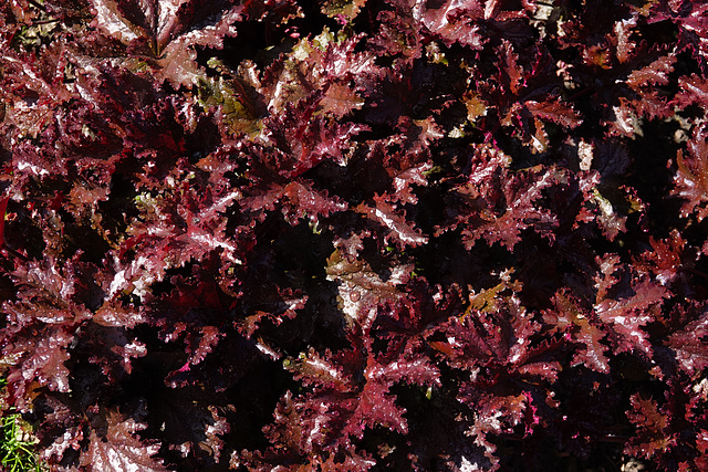 Red tiarella with raindrops