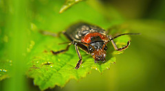 Der Gemeine Weichkäfer (Cantharis fusca) hat mal sehr nah vorbei geschaut :))  The common soldier beetle (Cantharis fusca) took a very close look :))  Le coléoptère soldat commun (Cantharis fusca) a regardé de très près :))