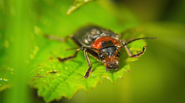 Der Gemeine Weichkäfer (Cantharis fusca) hat mal sehr nah vorbei geschaut :))  The common soldier beetle (Cantharis fusca) took a very close look :))  Le coléoptère soldat commun (Cantharis fusca) a r