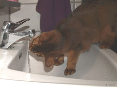 Ivanhoe drinking from the tap