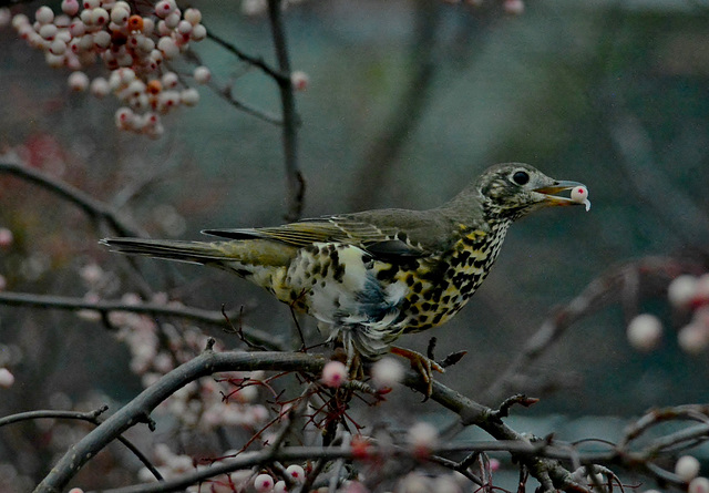 Mistle Thrush