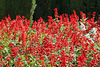 Generalife - Salvia splendens (Ziersalbei)