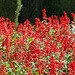 Generalife - Salvia splendens (Ziersalbei)